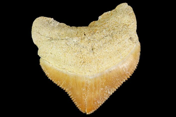 Fossil Crow Shark (Squalicorax) Tooth- Morocco #110088
